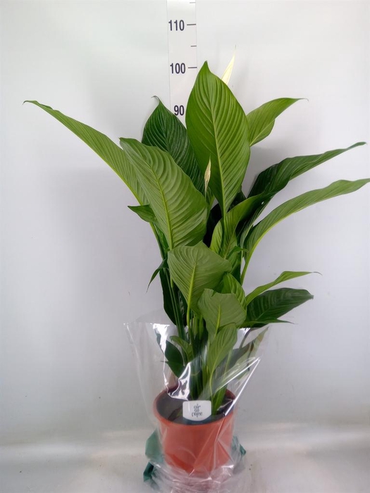 <h4>Spathiphyllum  'Sweet Lauretta'</h4>