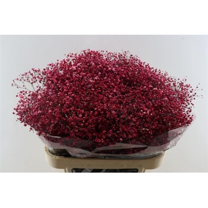 Gyps Pa. Red Wine