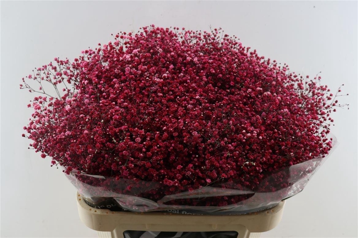 <h4>Gyps Pa. Red Wine</h4>