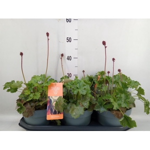 Heuchera   ...