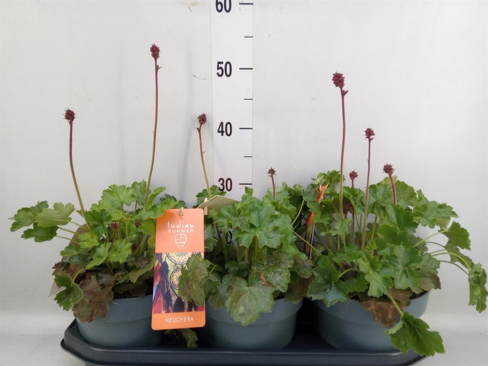 <h4>Heuchera   ...</h4>