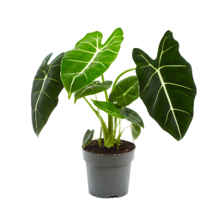 Alocasia