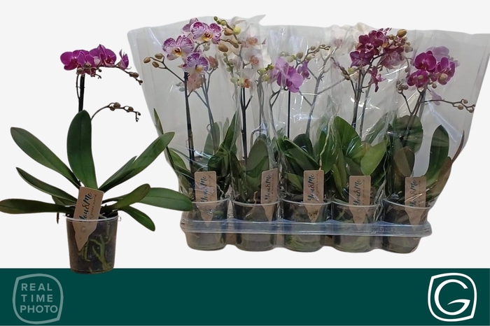 <h4>PHAL MF GEM 4 KL</h4>
