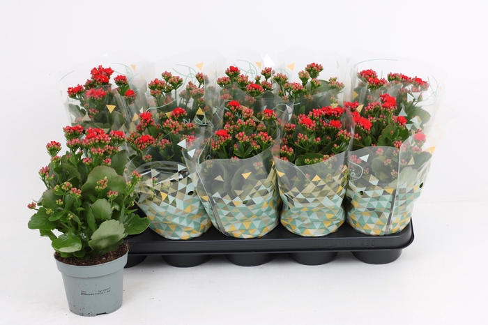 <h4>KAL GE RF NOELLE</h4>