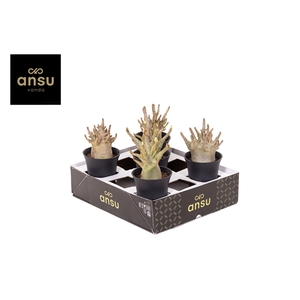 Adenium 
