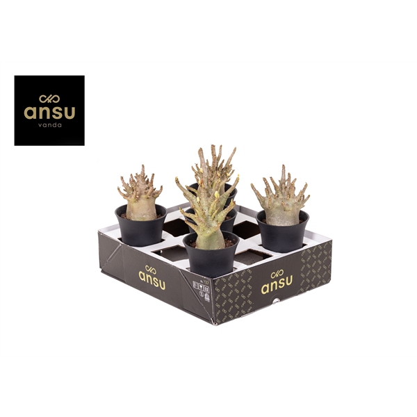 <h4>Adenium "Ansu" Baobab in sierpot XL</h4>