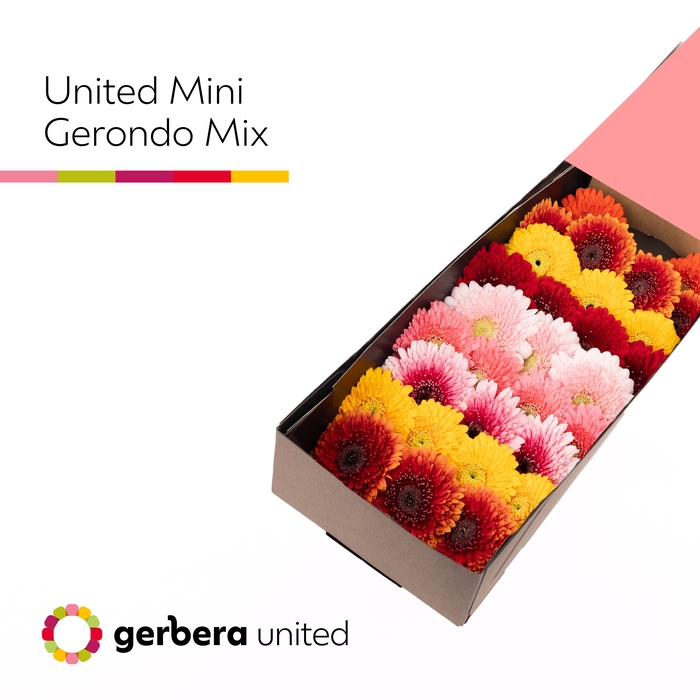 <h4>Germini Pomponi Terra gemengd Doos</h4>