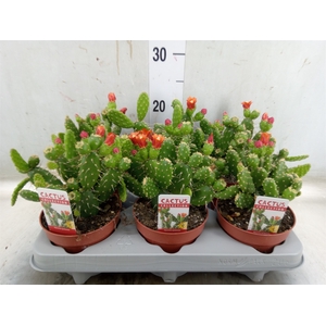 Opuntia