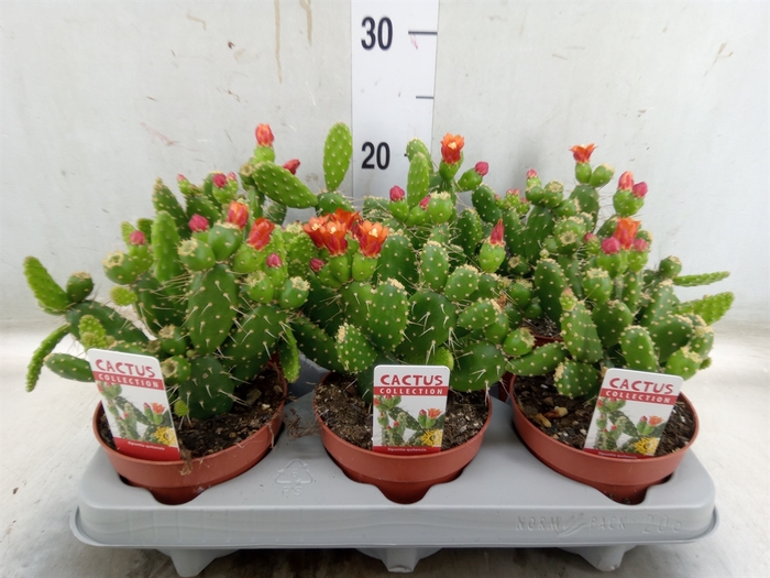 <h4>Opuntia</h4>