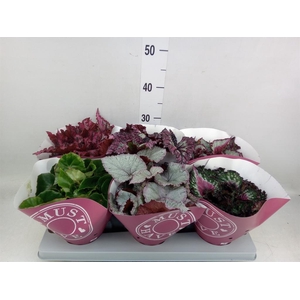 Begonia BD 'Beleaf'   ...mix
