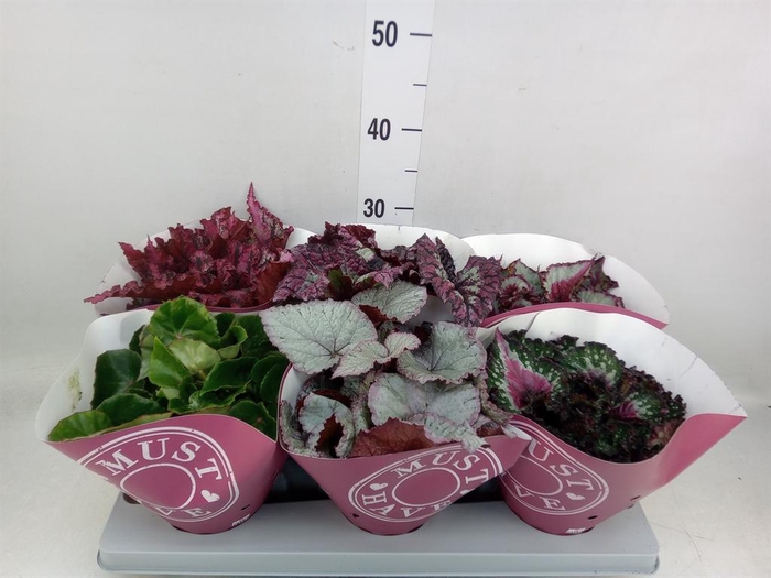 <h4>Begonia BD 'Beleaf'   ...mix</h4>