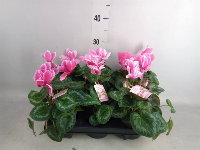 <h4>Cyclamen GR 'Lovely Moments'</h4>