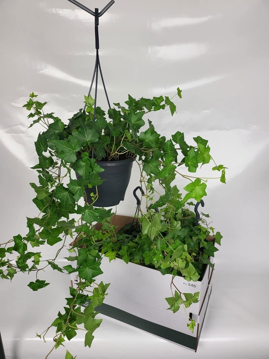 <h4>HED HE BRIGITTE</h4>