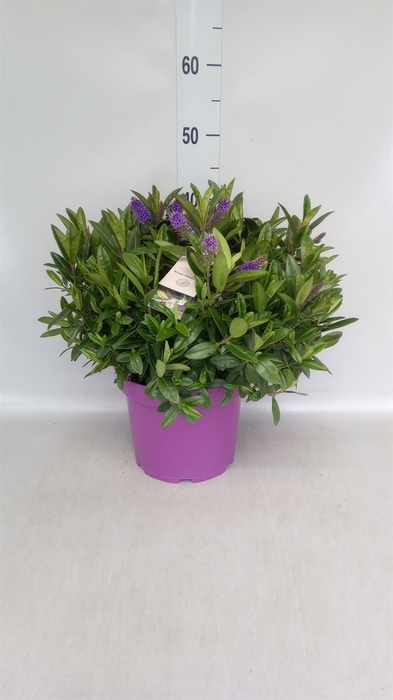 <h4>Hebe  'Matata Blue Kiwi'</h4>