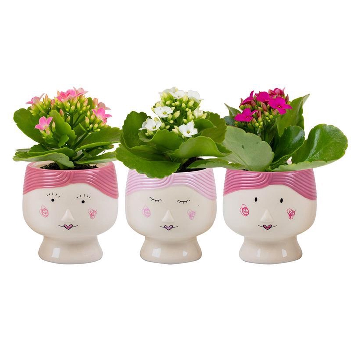 <h4>KALANCHOE BLOSSFELDIANA</h4>