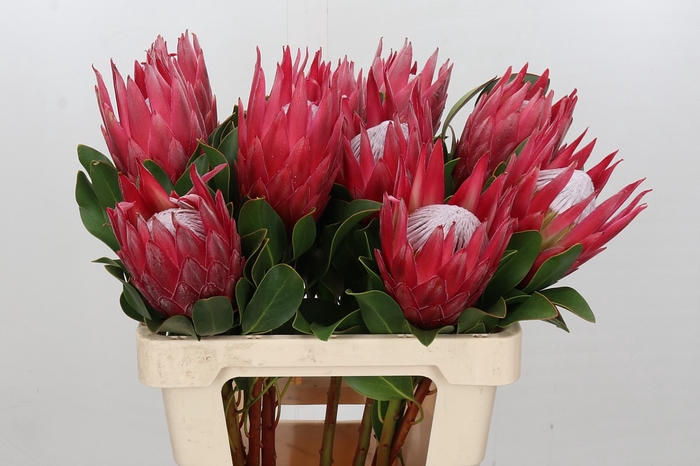 <h4>Protea Cynaroides Madiba</h4>