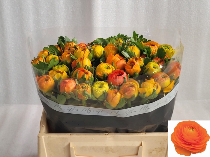 <h4>RAN EL ORANGE</h4>