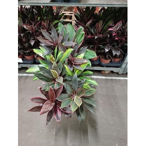 Cordyline gemengd