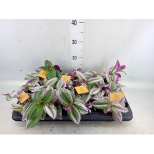 Tradescantia albif. 'Nanouk'