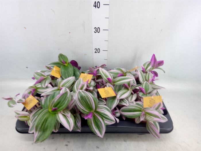 <h4>Tradescantia albif. 'Nanouk'</h4>