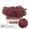 Chamelaucium DYED Bordeaux
