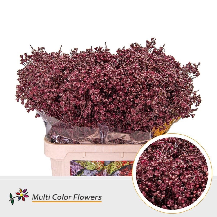 Chamelaucium DYED Bordeaux