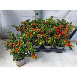 Solanum Bartoli Megaball