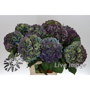 Hydrangea elbtal classic
