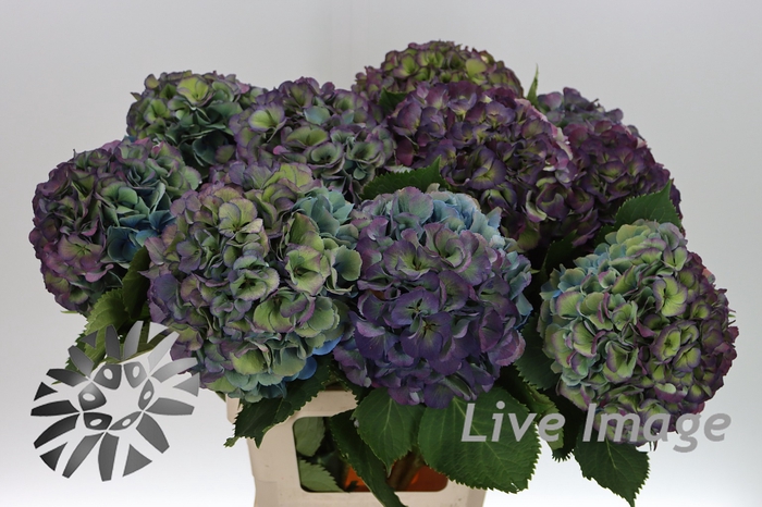 <h4>Hydrangea elbtal classic</h4>