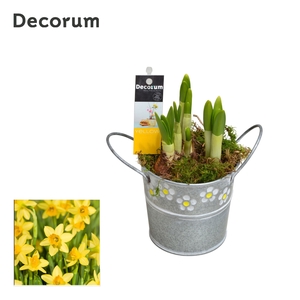 Narcis Spring Bucket Mini HL15473N