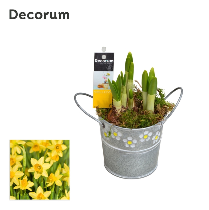 <h4>Narcis Spring Bucket Mini HL15473N</h4>