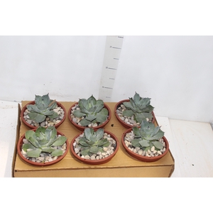 AGAVE PARRYI C18
