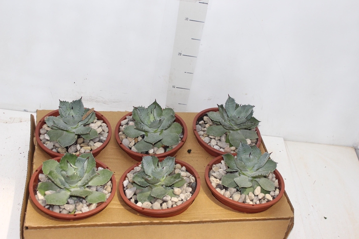 <h4>AGAVE PARRYI C18</h4>