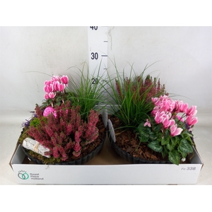 Arr.   Tuinplanten L%