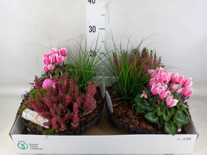 <h4>Arr.   Tuinplanten L%</h4>