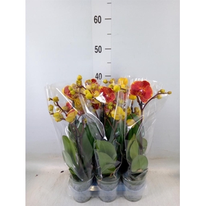 Phalaenopsis multi.   ...