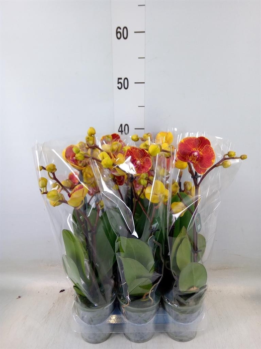<h4>Phalaenopsis multi.   ...</h4>