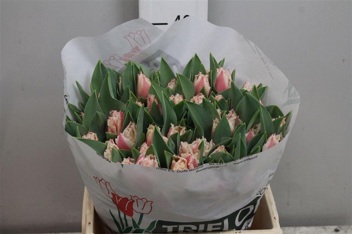 <h4>Tu Fr Bell Song</h4>