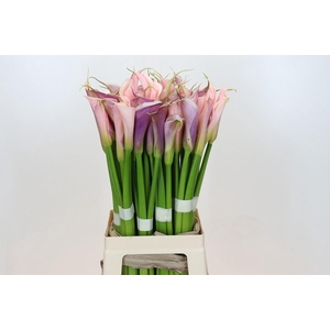 Zantedeschia Eydolls Purple White
