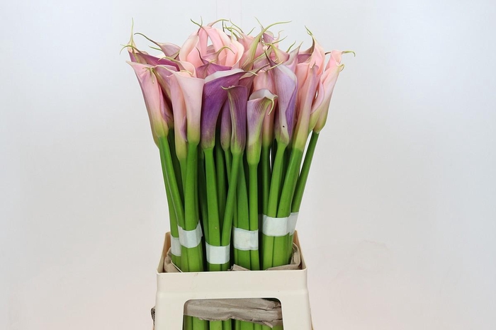 Zantedeschia Eydolls Purple White