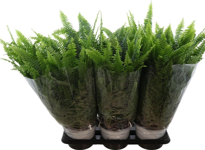 <h4>Nephrolepis Sonata Hangpot</h4>