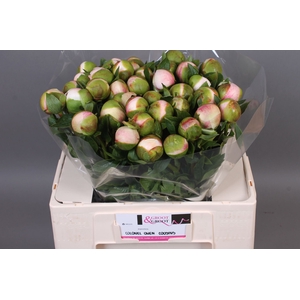 Paeonia Col Owen Cousin | XXL