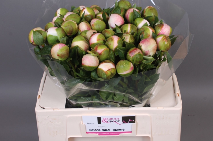 <h4>Paeonia Col Owen Cousin | XXL</h4>