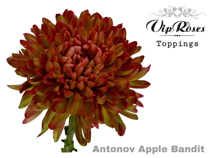 Vip Roses Apple Bandit Vip Roses Webshop