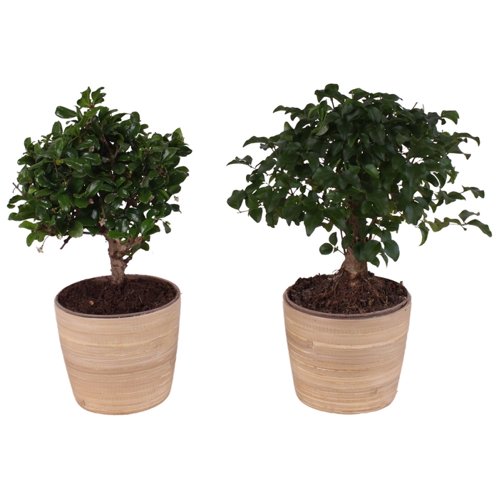 <h4>Bonsai Gemengd Indoor Keramiek</h4>