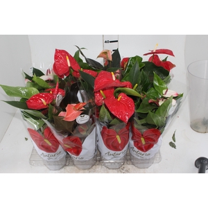 ANTHURIUM VARIADO P15