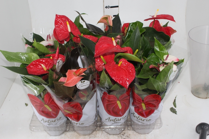 <h4>ANTHURIUM VARIADO P15</h4>