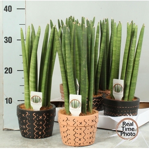 SANSEV CYLINDRICA OV