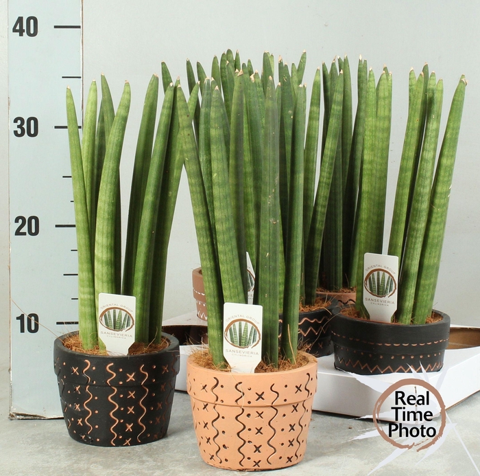 <h4>SANSEV CYLINDRICA OV</h4>