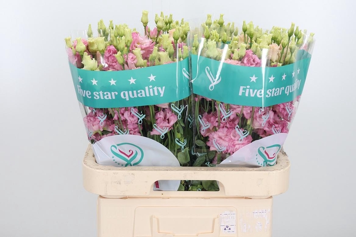 <h4>Eus G Alissa Pink</h4>